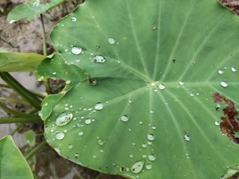 芋頭葉與水珠