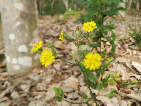 黃色的小花