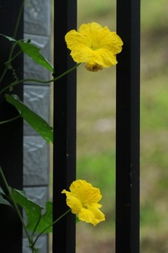 絲瓜花