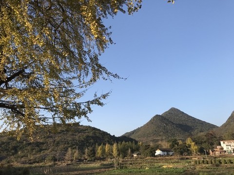 銀杏
