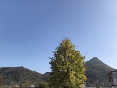 樹木