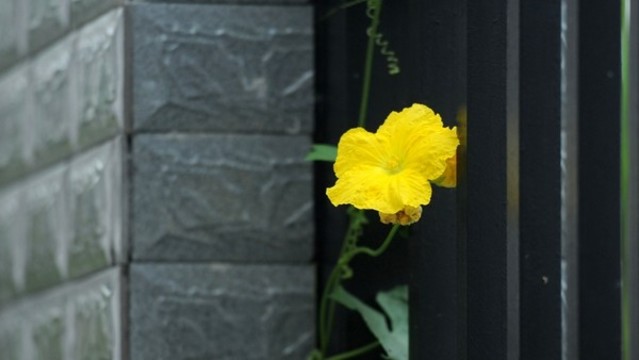 絲瓜花