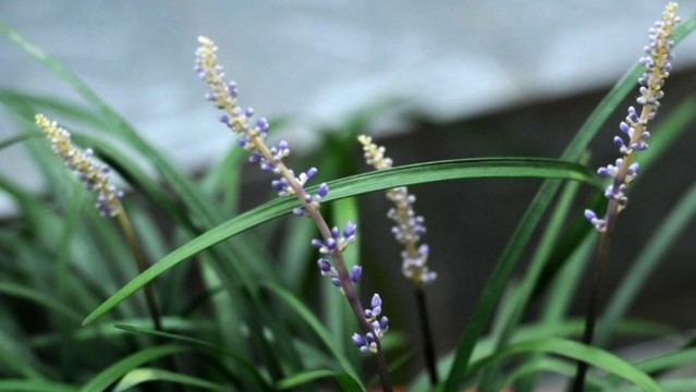 沿階草