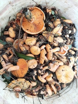 野生菌
