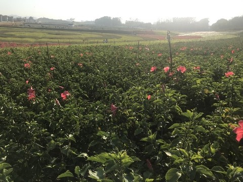 花花草草