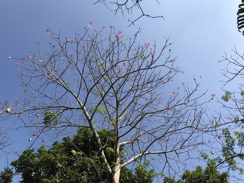 樹林
