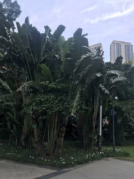 樹林