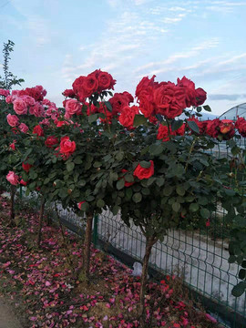 月季花