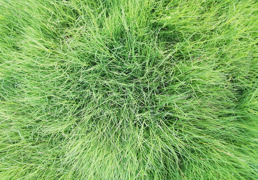 草
