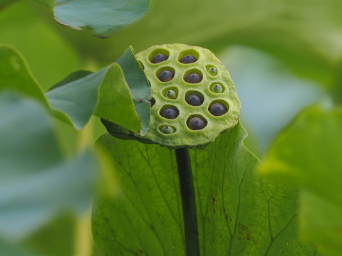 蓮蓬