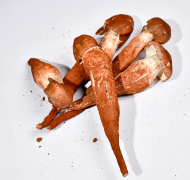 雞樅菌
