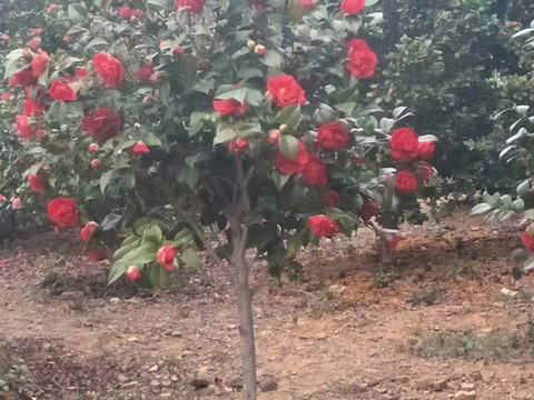 山茶花