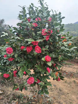 山茶花