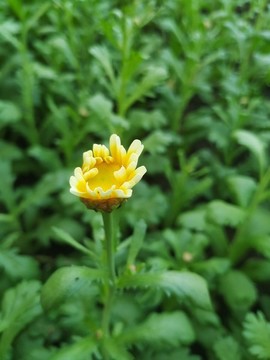 塘蒿花
