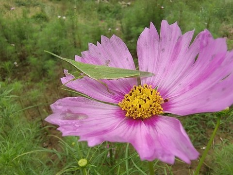 扁擔(dān)鉤合格桑花