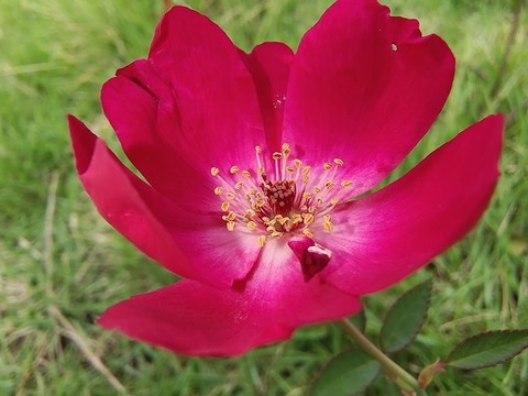 單瓣月季花