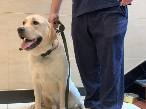 拉布拉多犬