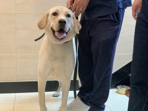 拉布拉多犬