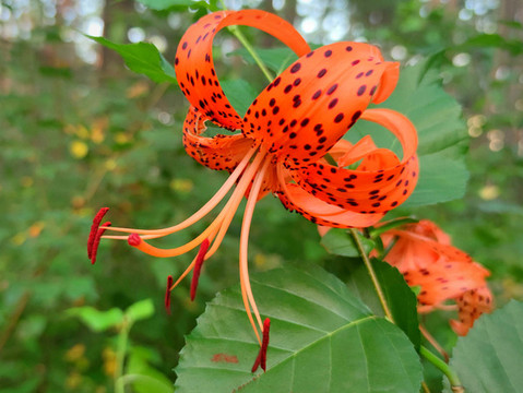 鮮花