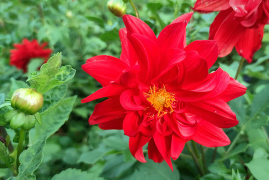 鮮花