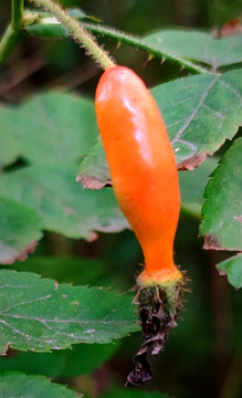 紅果