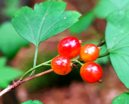 紅豆