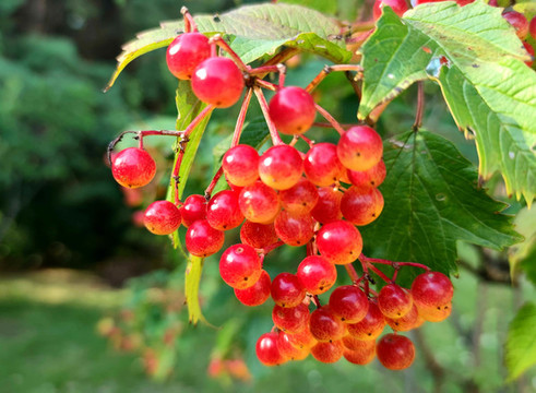 紅豆