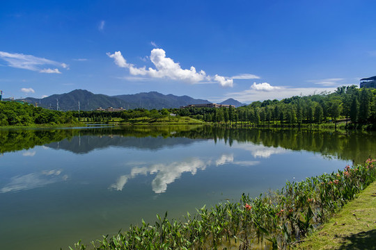 飛來湖濕地公園