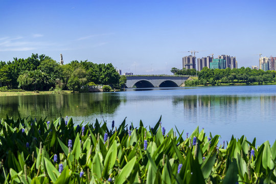 飛來湖濕地公園