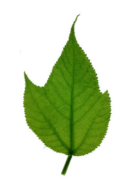 樹(shù)葉