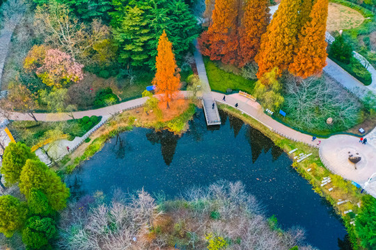 秋天公園青島中山公園
