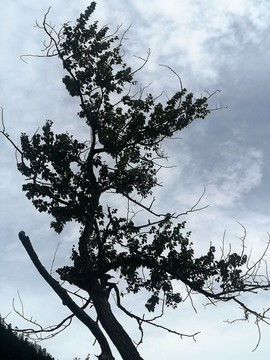 高山古樹