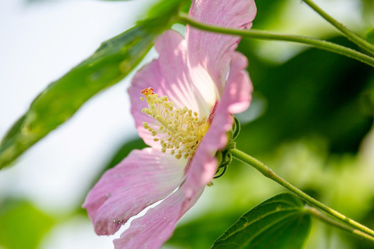 芙蓉花