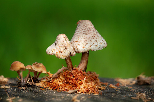 野蘑菇
