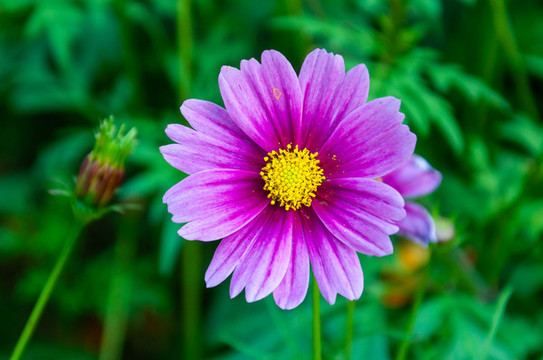 紫色小菊花