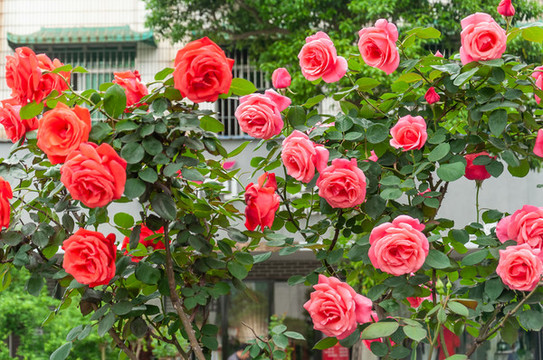月季花月月紅