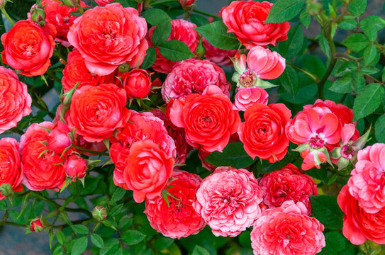 月季花月月紅