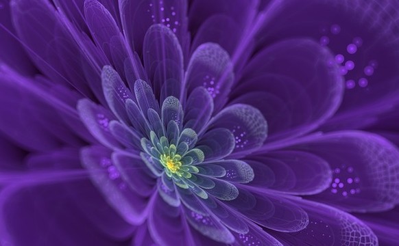 花朵