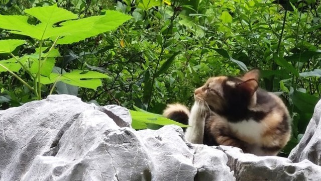 可愛的貓咪
