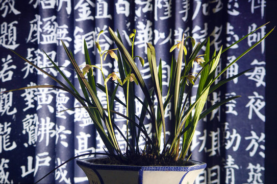 書(shū)香門(mén)弟