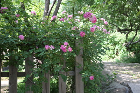 木籬笆上盛開的薔薇花