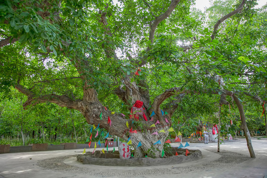 葉城核桃七仙園