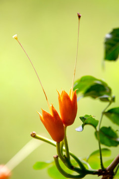 凌霄花