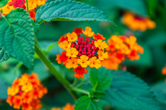 五色梅五彩花粉團(tuán)花紫陽(yáng)花
