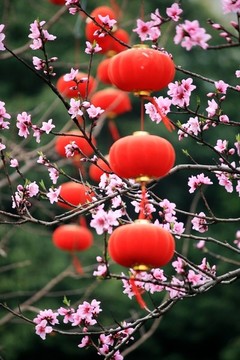 紅燈籠