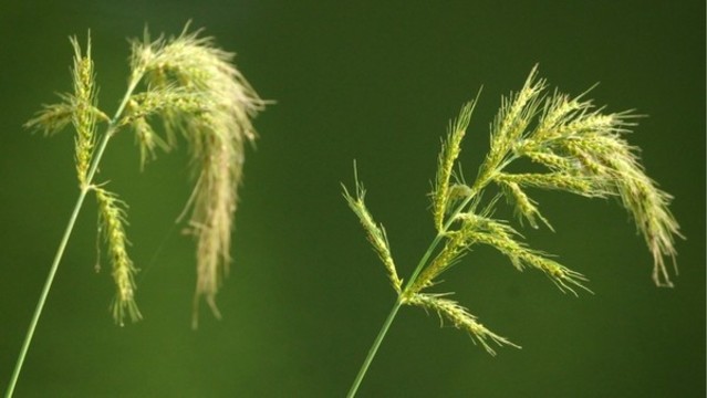 長芒稗