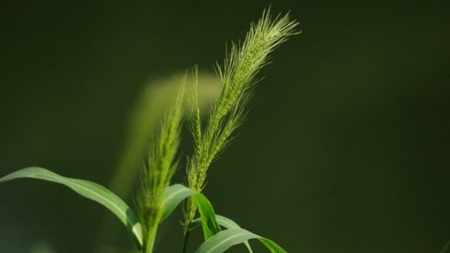 長(zhǎng)芒稗