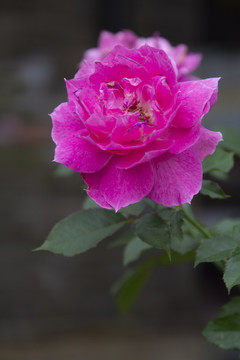 粉色月季花