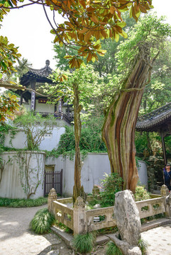 揚(yáng)州瘦西湖古樹
