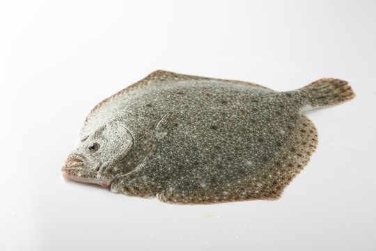 多寶魚